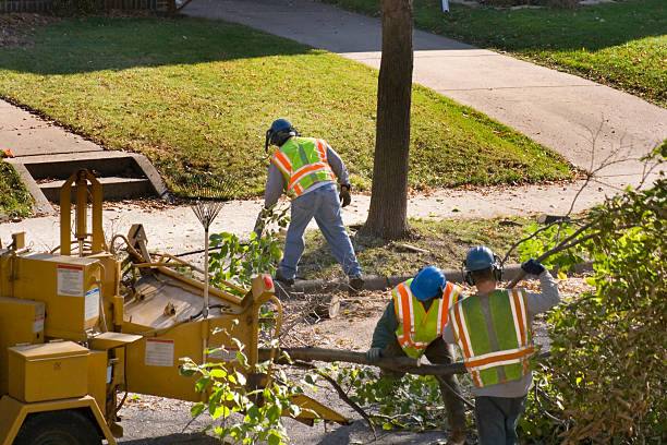 Reliable Fairfield University, CT Tree Care Services Solutions